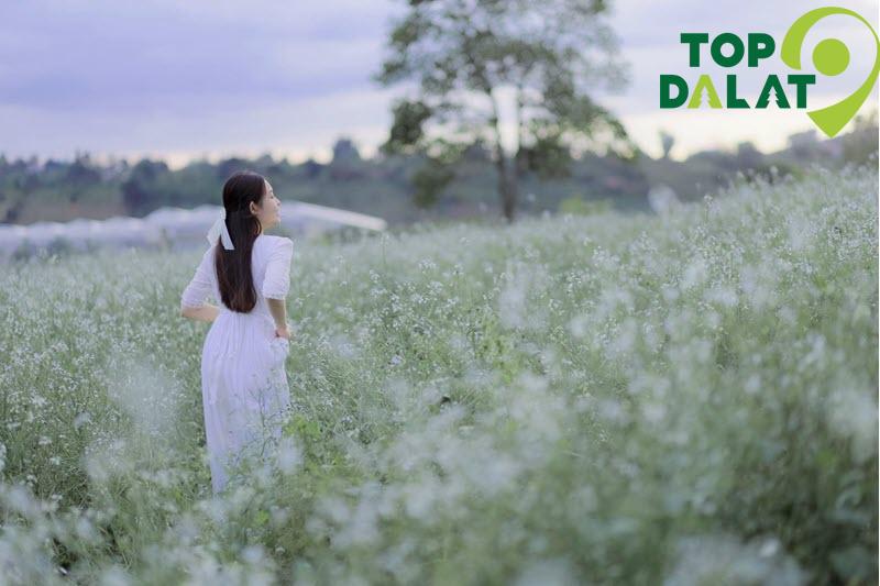 Hoa Cải Trắng