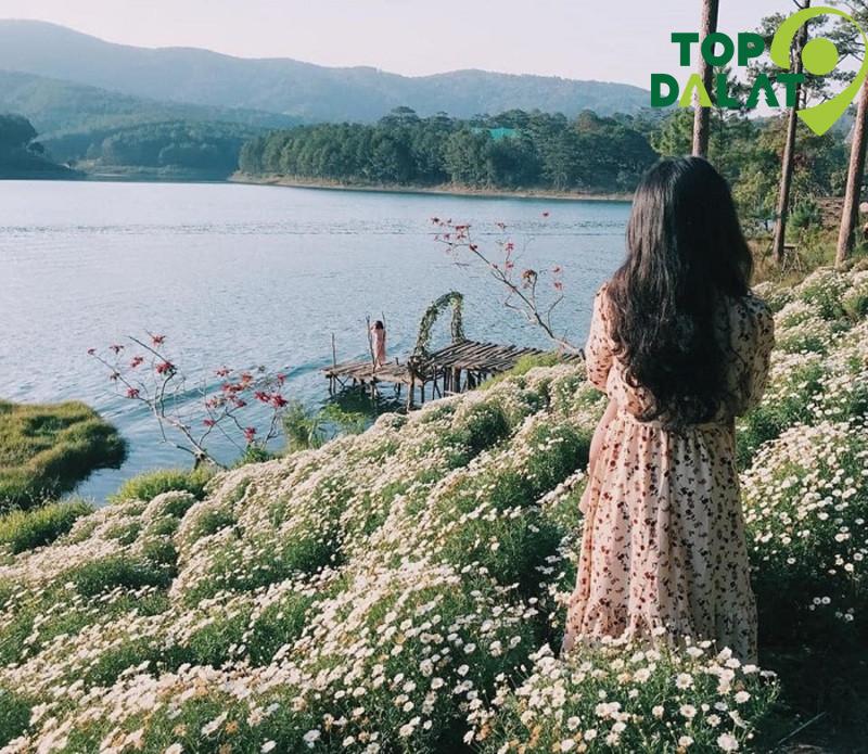 Hoa Cúc Họa Mi
