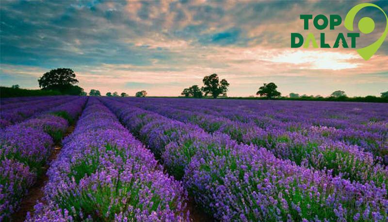 Hoa Lavender