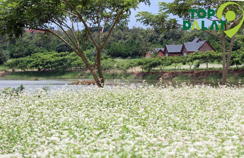 Hoa Tam Giác Mạch
