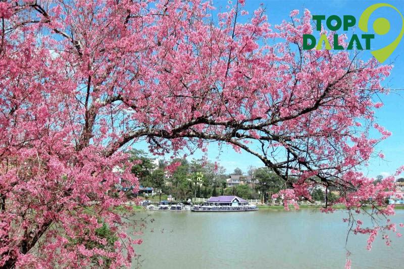Tháng 1 – 3: Mùa mai anh đào nở, thích hợp ngắm cảnh, chụp ảnh