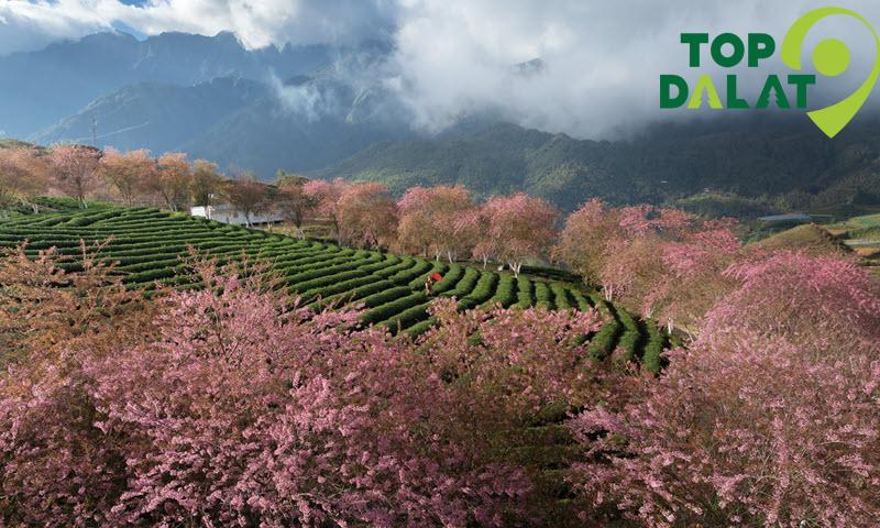 Đồi chè cầu đất