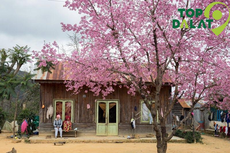 Khung cảnh thơ mộng quanh hồ Tuyền Lâm mỗi mùa xuân