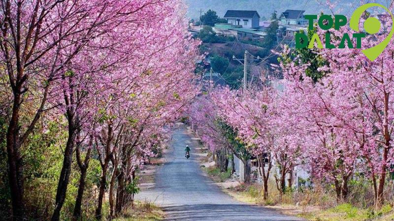 Được mệnh danh là "thiên đường sống ảo mùa xuân"