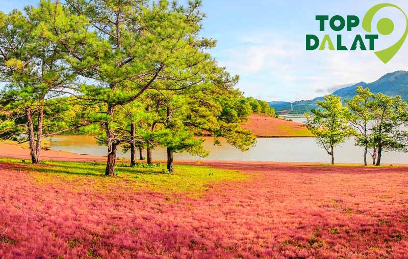 Hướng dẫn di chuyển đến Đồi Cỏ Hồng Đà Lạt