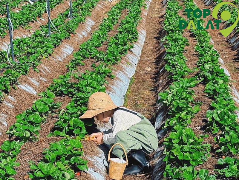 Farm Đậu Đậu