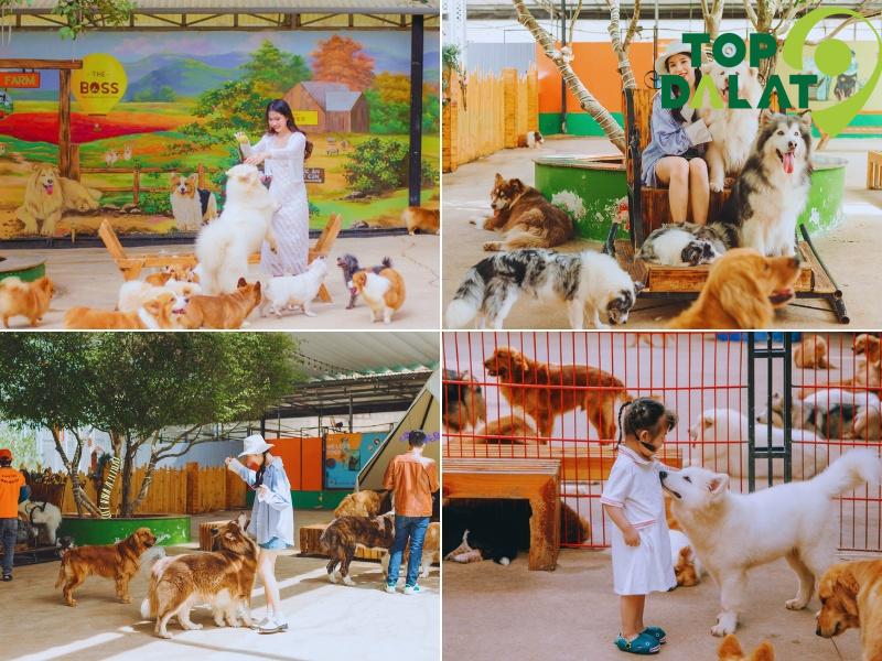 Trải nghiệm thực tế tại Puppy Farm