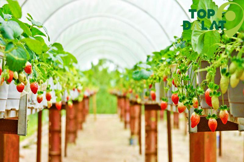 Farm Biofresh