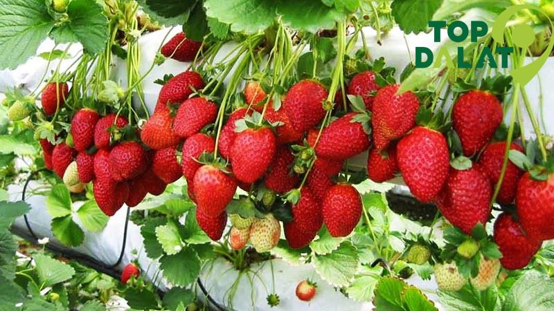 Vì sao vườn dâu Đà Lạt thu hút du khách?