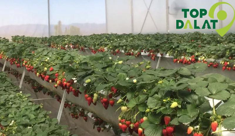 Vườn Dâu Chú Hùng Vườn Dâu Tươi Đà Lạt