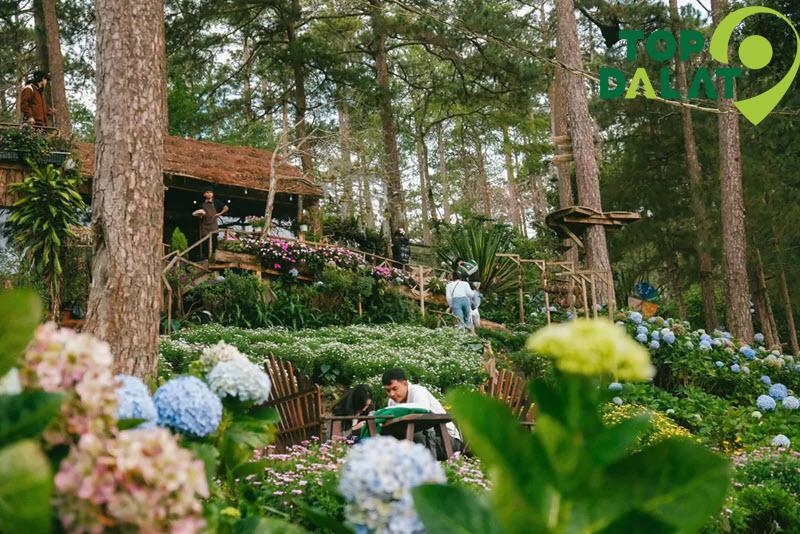 Vườn hoa cúc họa mi – Điểm check-in lãng mạn