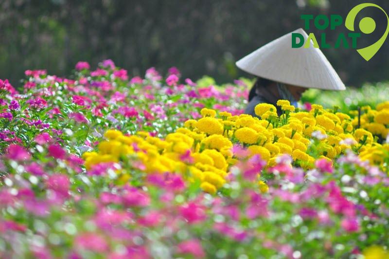 Hà Đông – nơi lưu giữ tinh hoa hoa Việt
