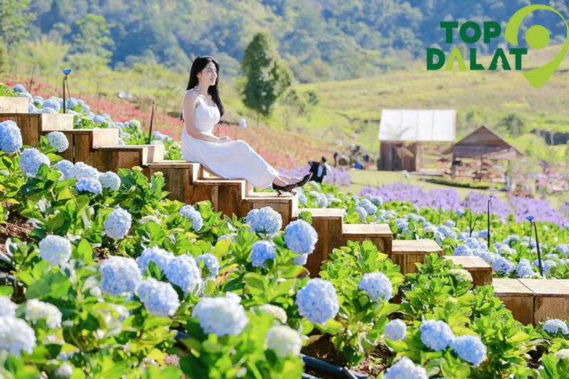 Làng hoa Tà Nung – Cánh đồng hoa cẩm tú cầu rực rỡ