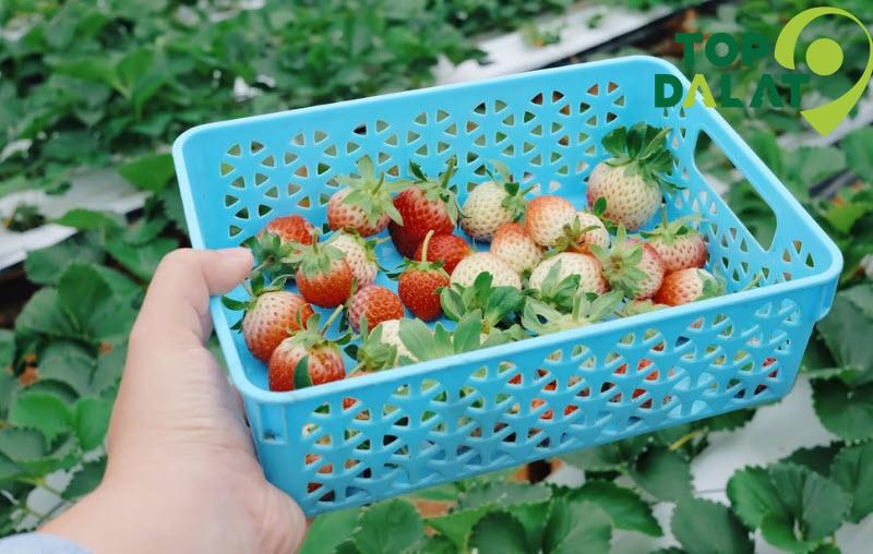 Vườn Dâu Phước Lộc Vườn Dâu Tươi Đà Lạt