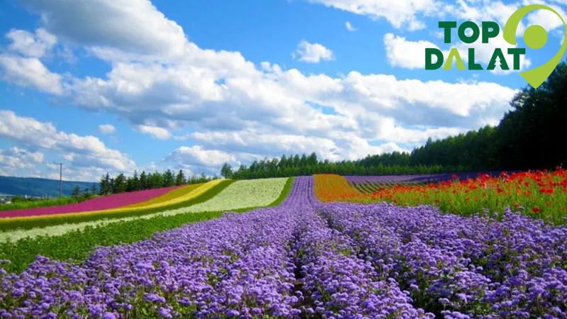 Làng hoa Vạn Thành – Thiên đường hoa lớn nhất thành phố