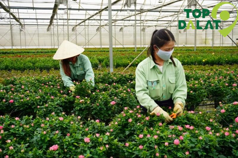 Việc làm nông trại sạch – một hướng đi bền vững tại Đà Lạt